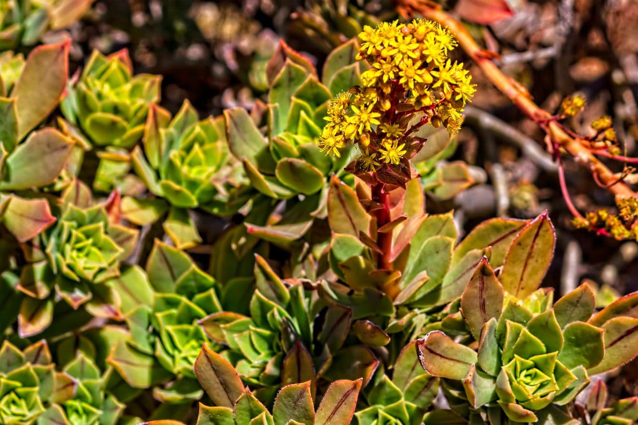 Aeonium 6