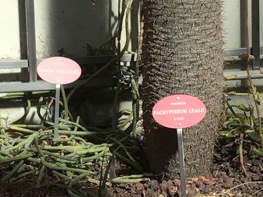 Pachypodium 8
