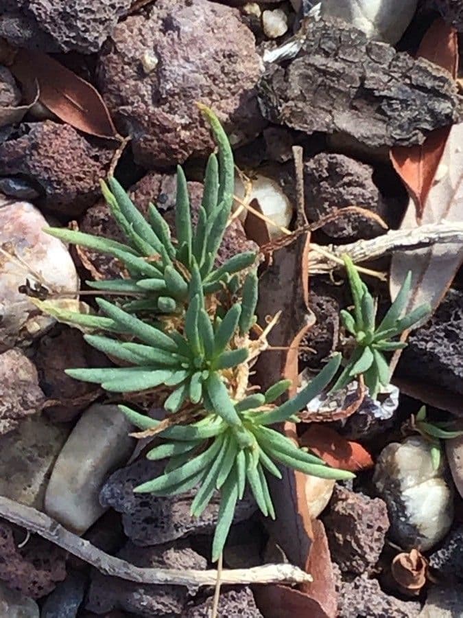 Phemeranthus 2