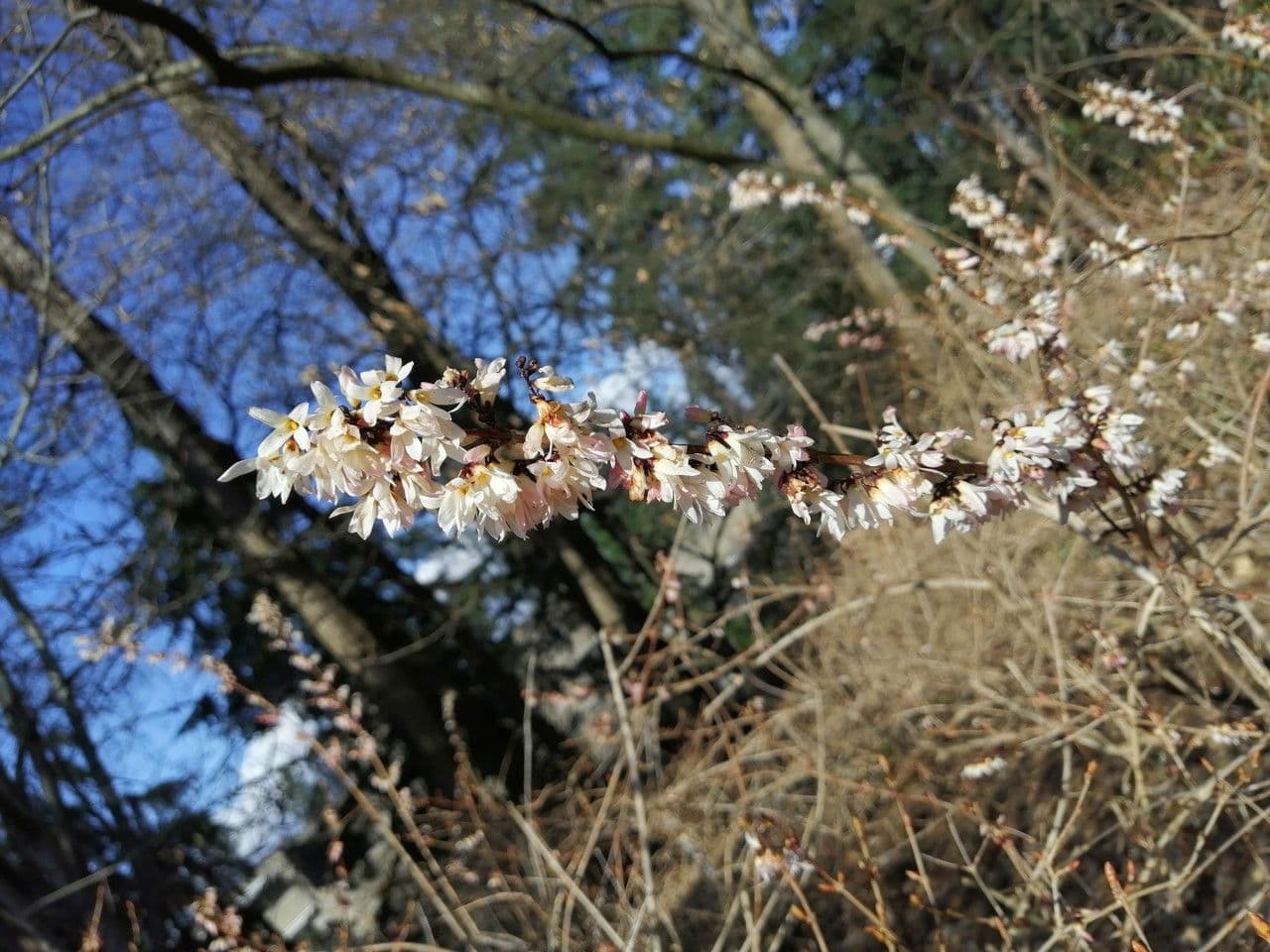 Abeliophyllum 5