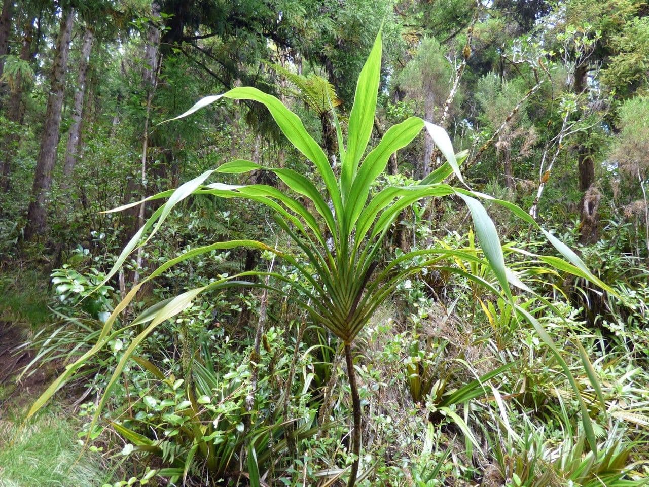 Cordyline mauritiana 13