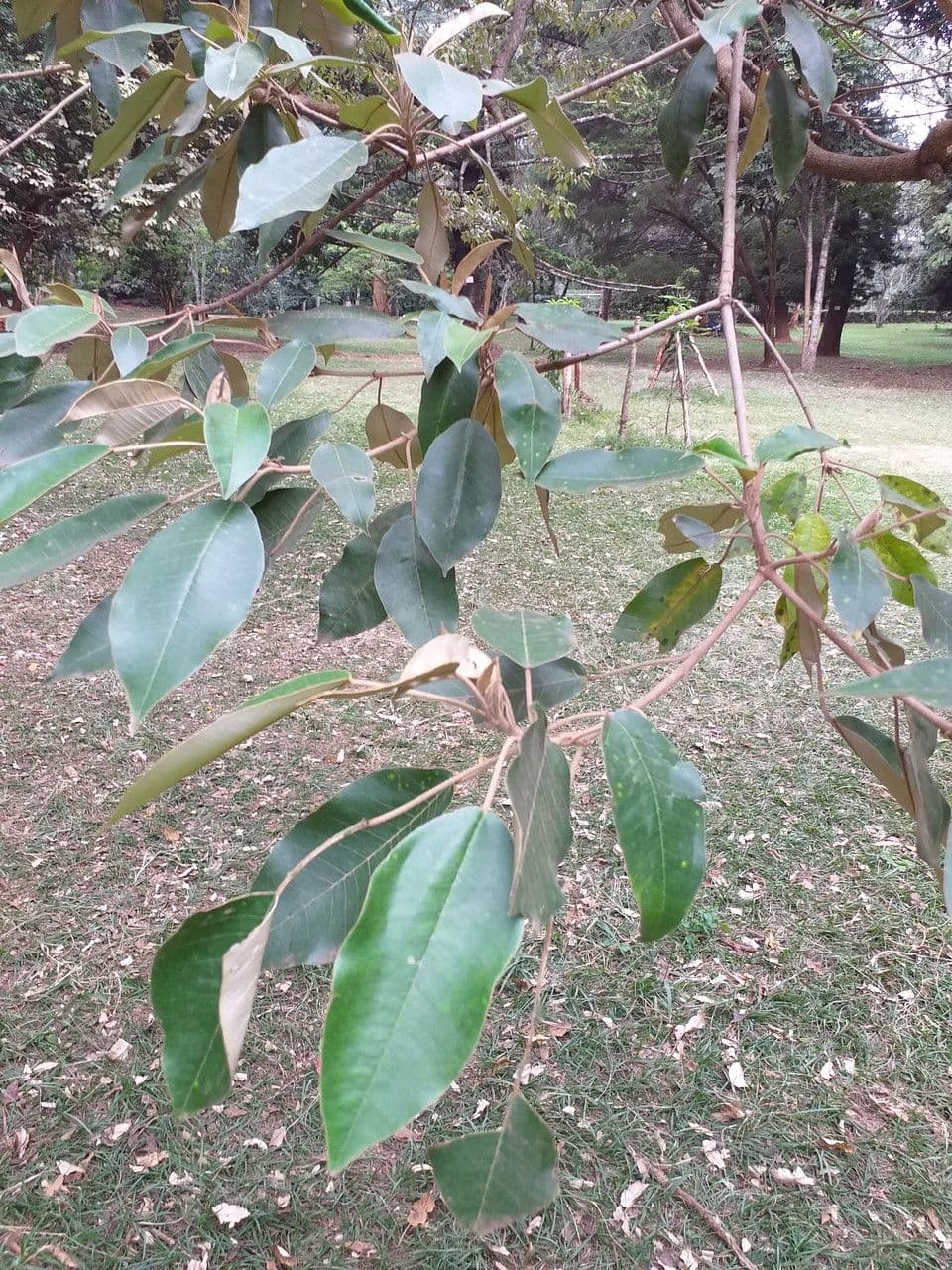 Croton 8