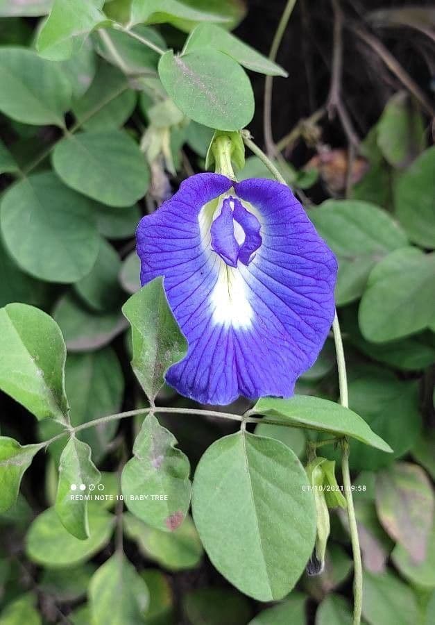 Clitoria ternatea 6