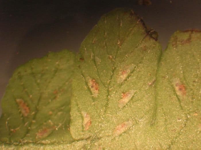 Deparia petersenii 9