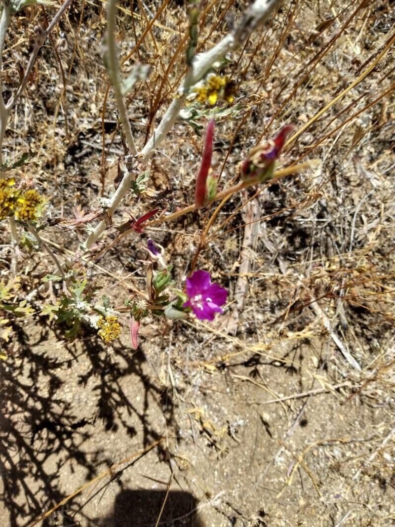Clarkia purpurea
