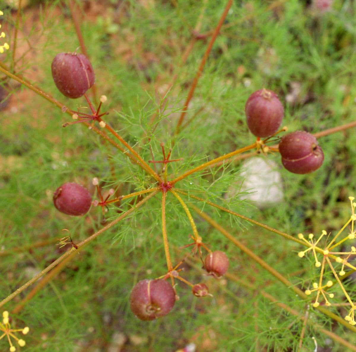 Prangos