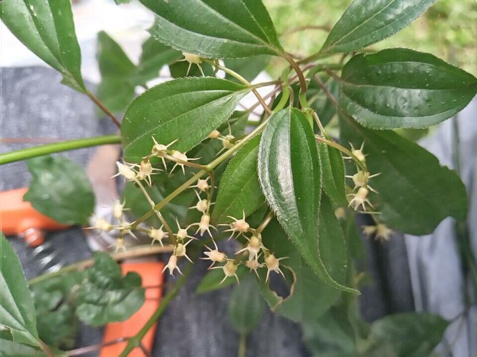 Miconia