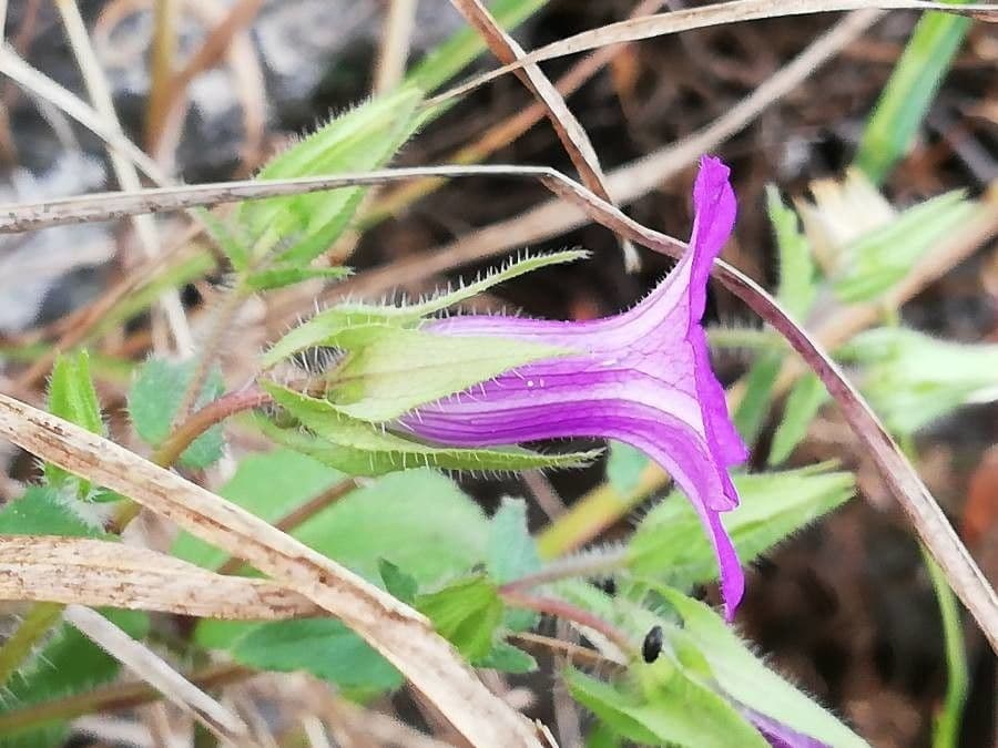 Campanula dichotomous