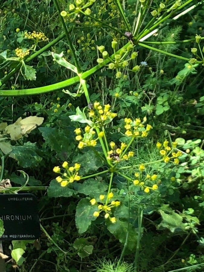 Opopanax 2