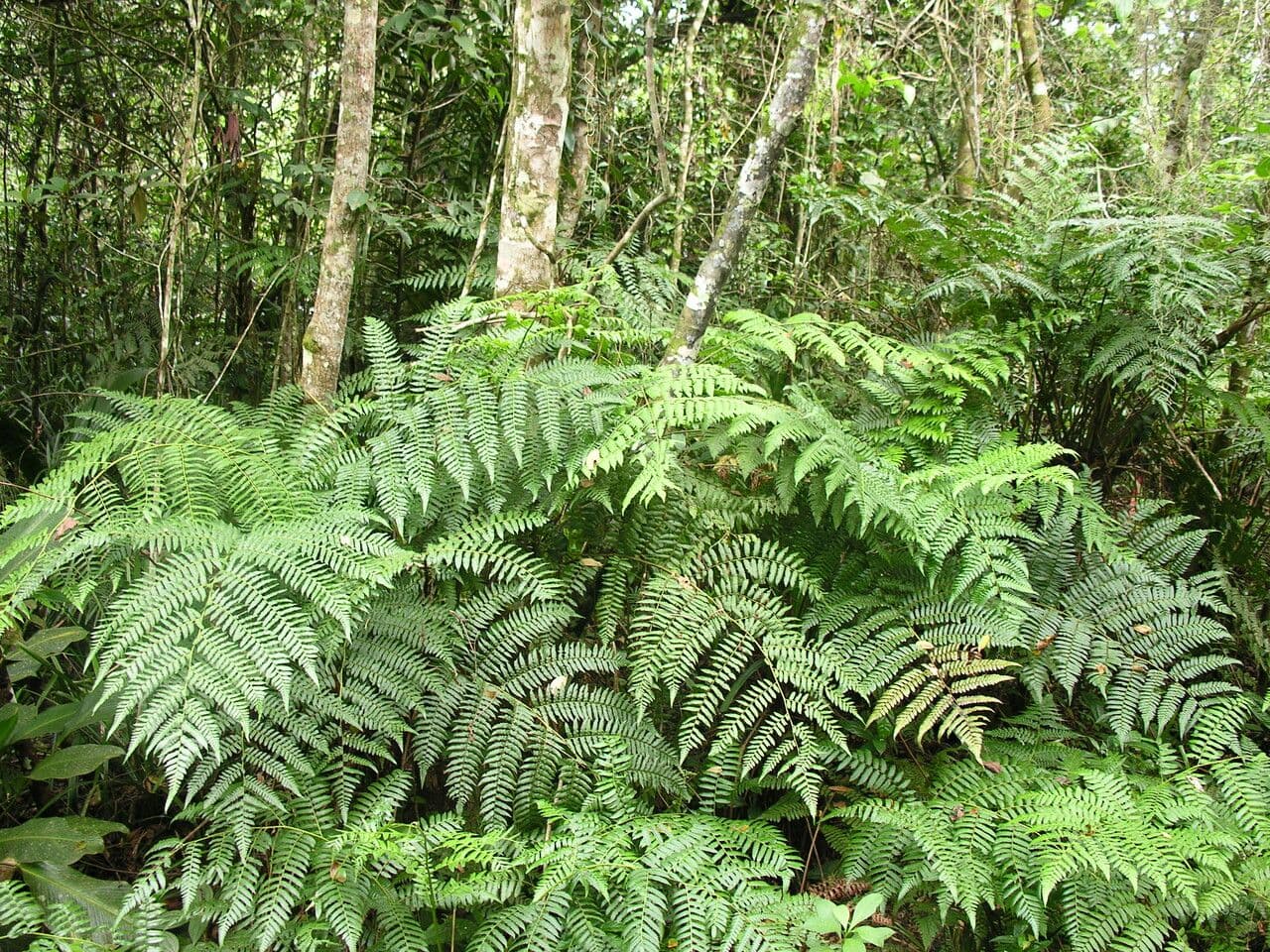 Cyathea microdonta