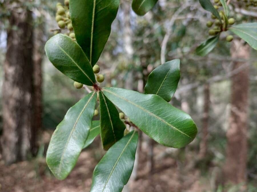 Myrsine howittiana 3
