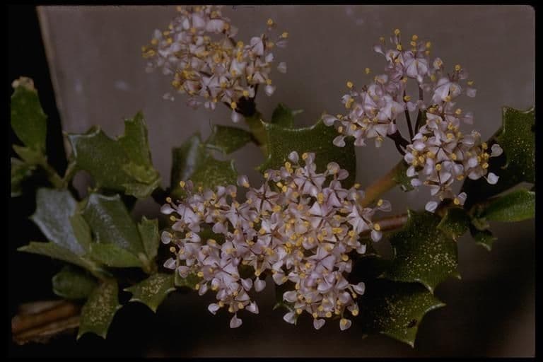 Ceanothus 6