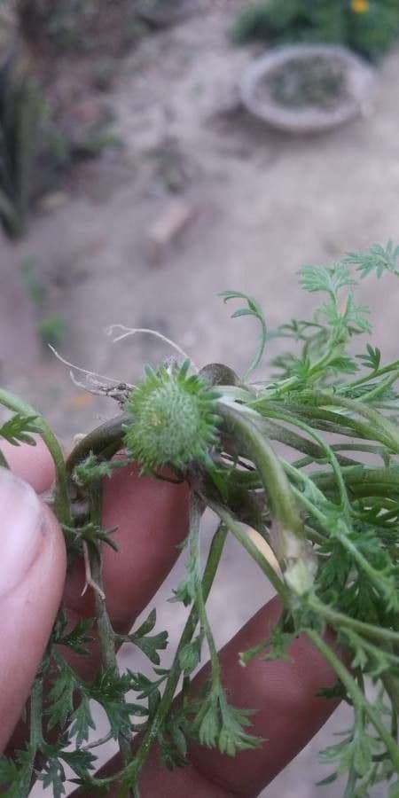 Cotula australis 15