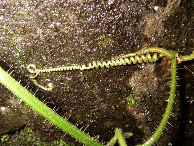 Polyclathra 8