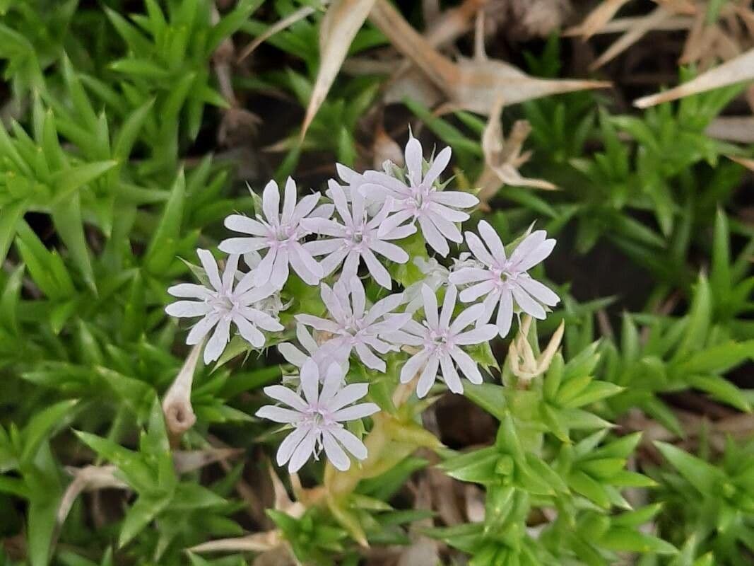 Drypis spinosa 4
