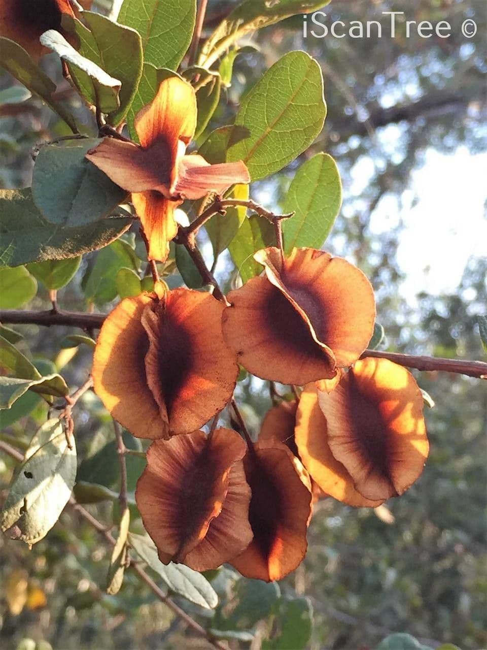 Combretum hereroense