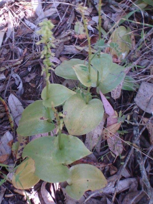 Gennaria diphylla 12