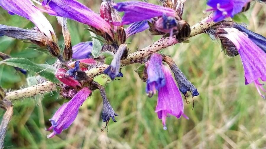 Echium rosulatum 4
