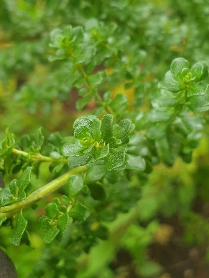 Prostanthera 6