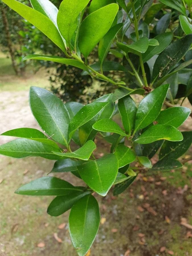 Picconia azorica 4