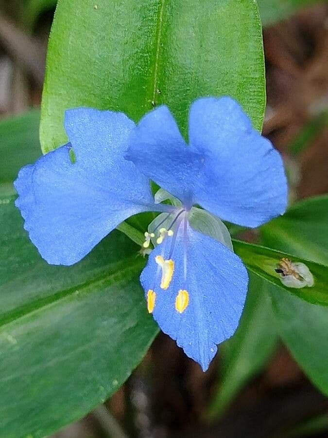 Erba antiscorbuto blu 2