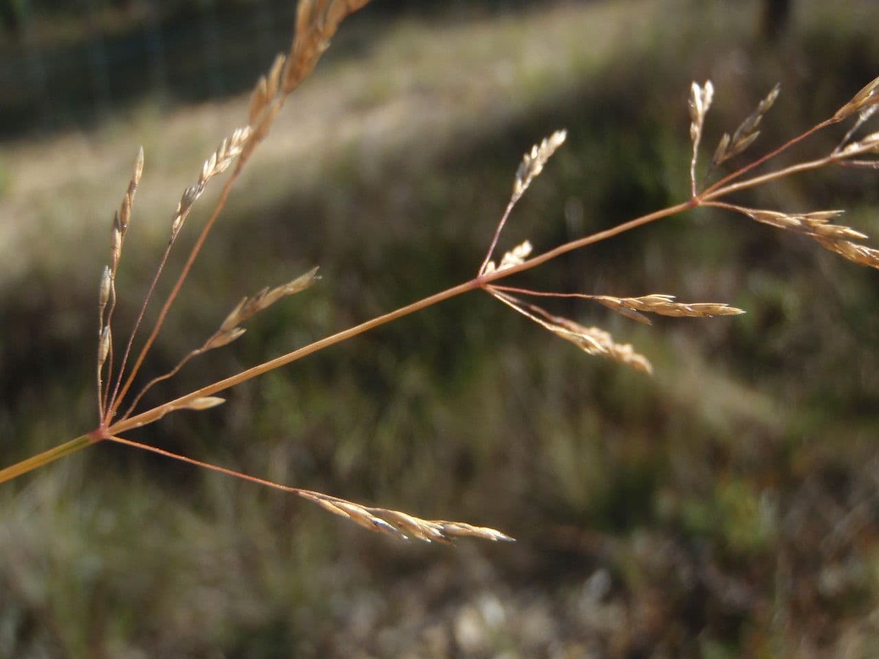 Deschampsia media 8