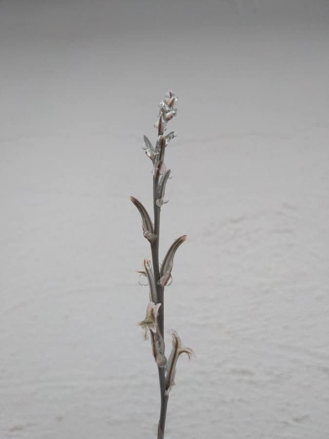 Haworthia 3