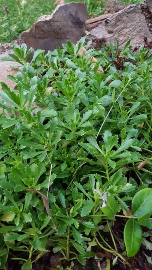 Sassifraga cuneata 10