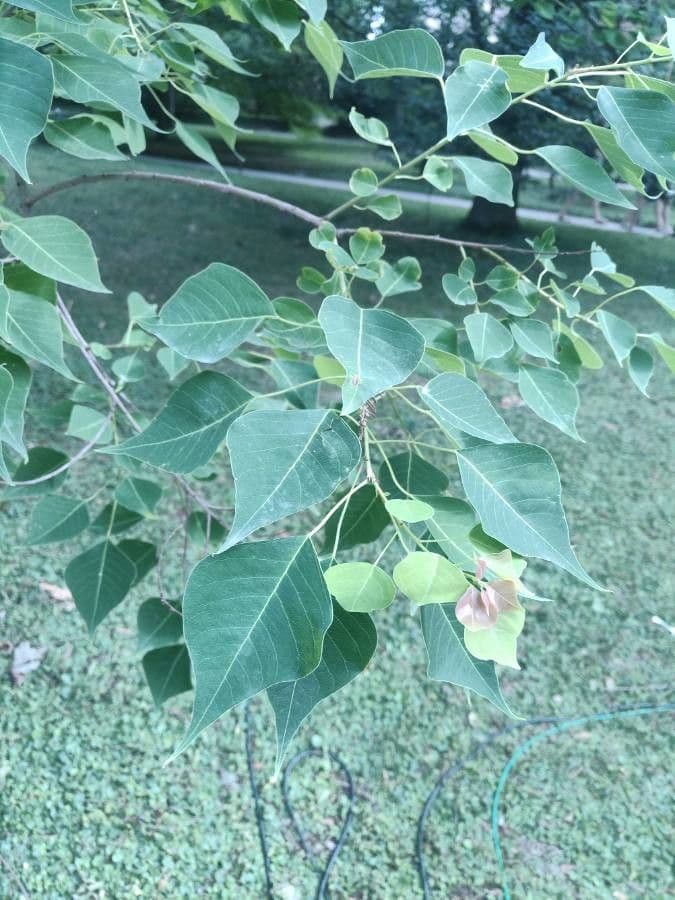 Candleberry-tree 23