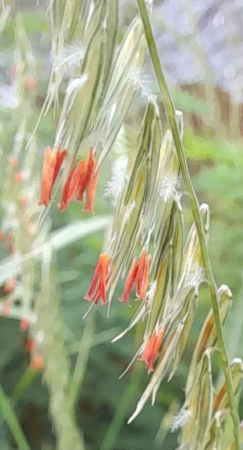 Bouteloua pendula 10