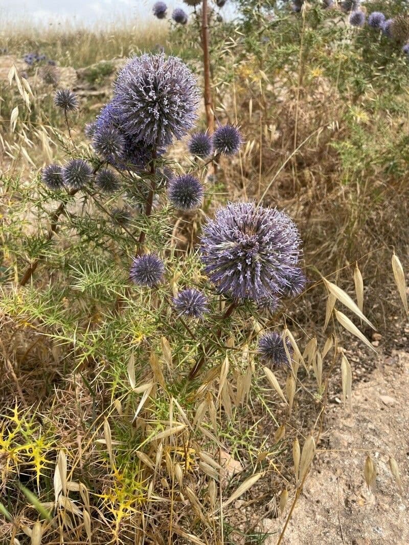 Echinops spinosissimus 10