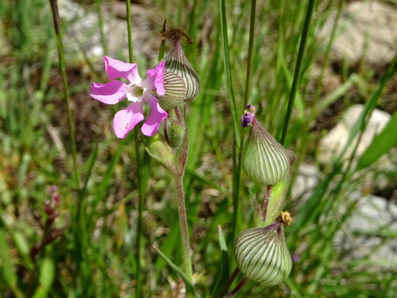 Silene conica 14