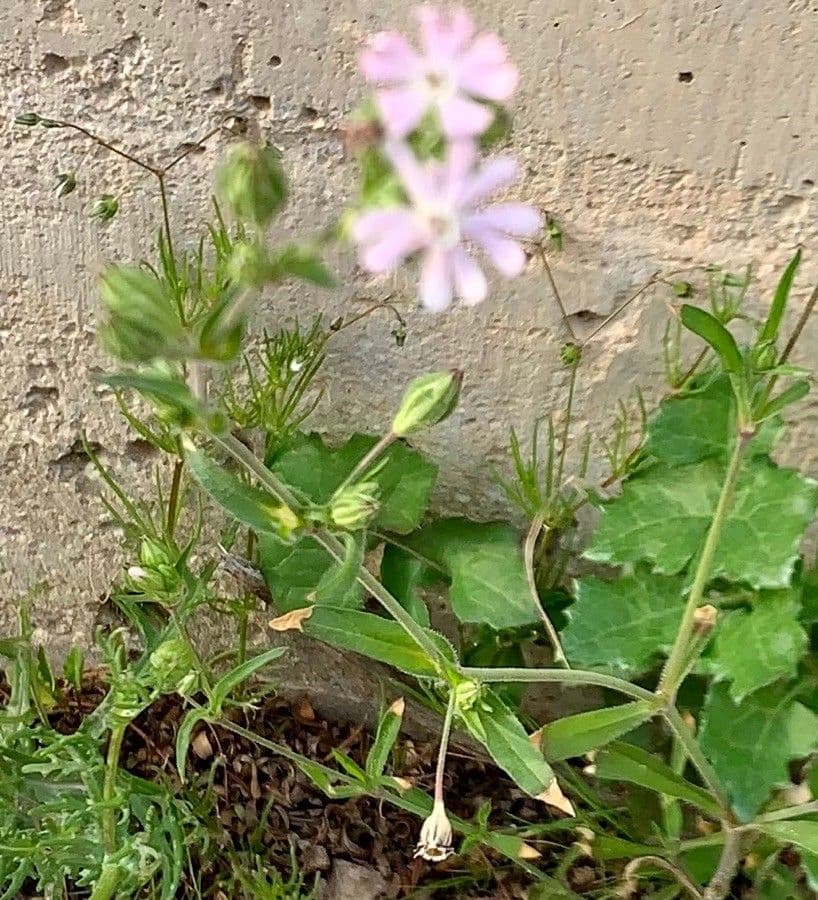 Silene apetala 8