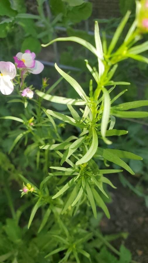 Linaria marocchina 6