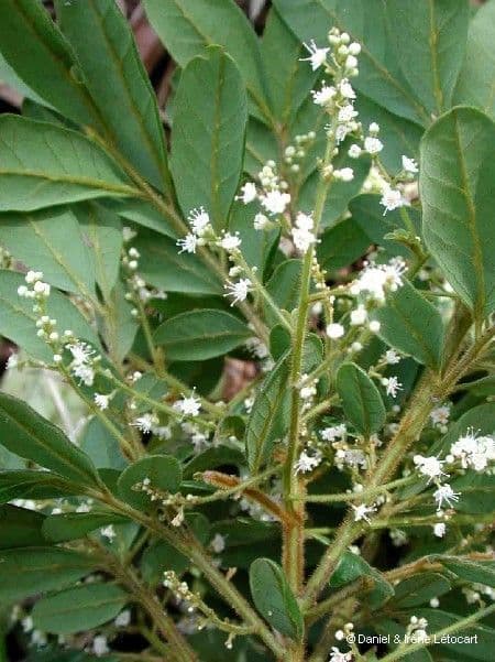 Guioa villosa 2
