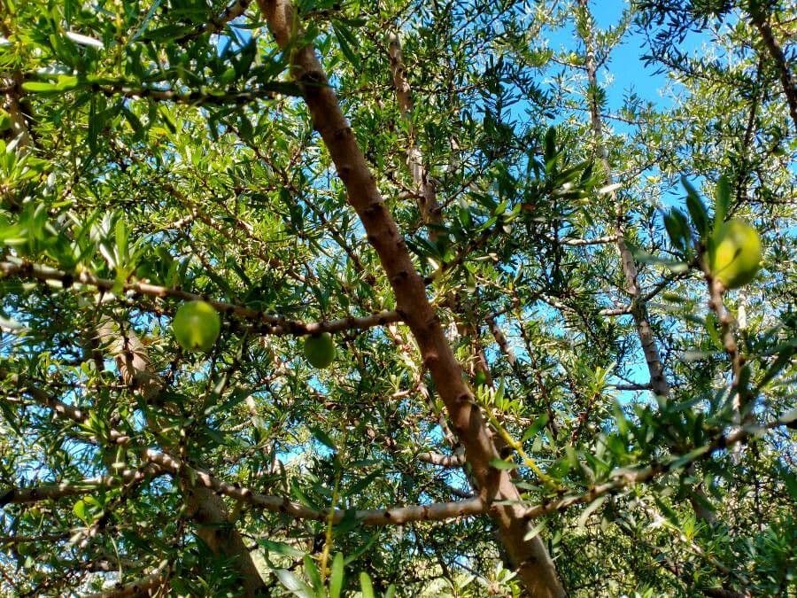 Argan 3