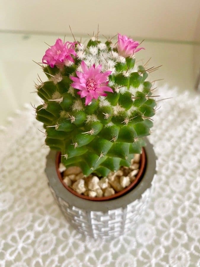 Mammillaria 15