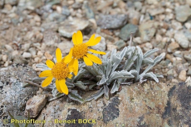 Senecio 18