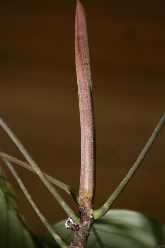Pourouma 7