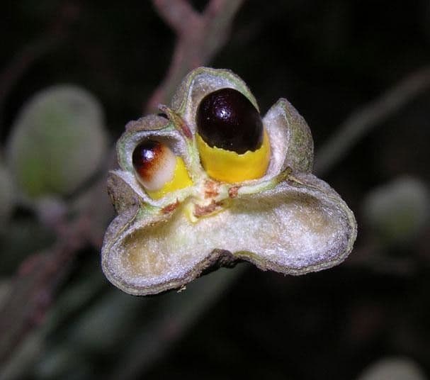 Cupania 3