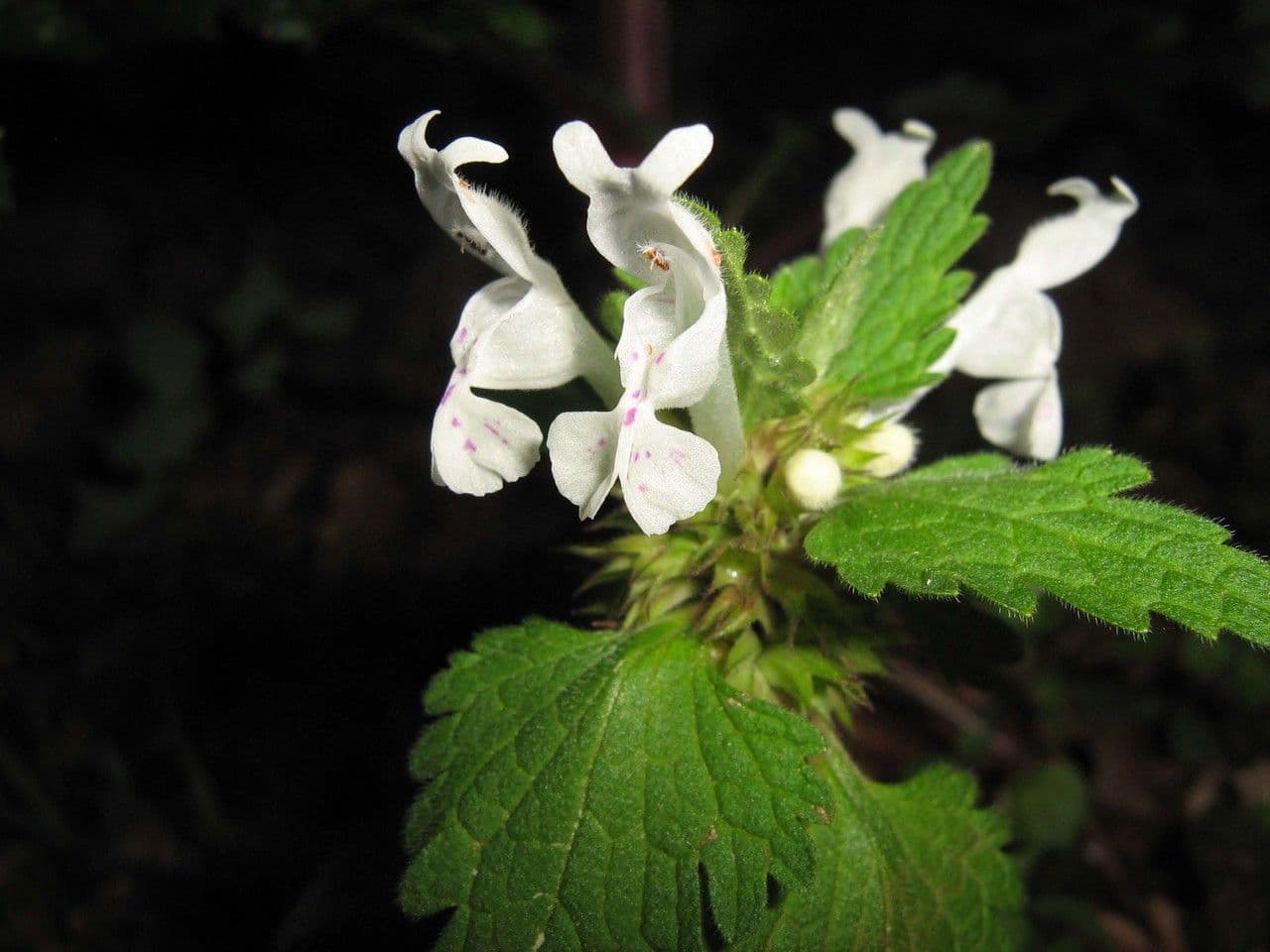 Lamium 3