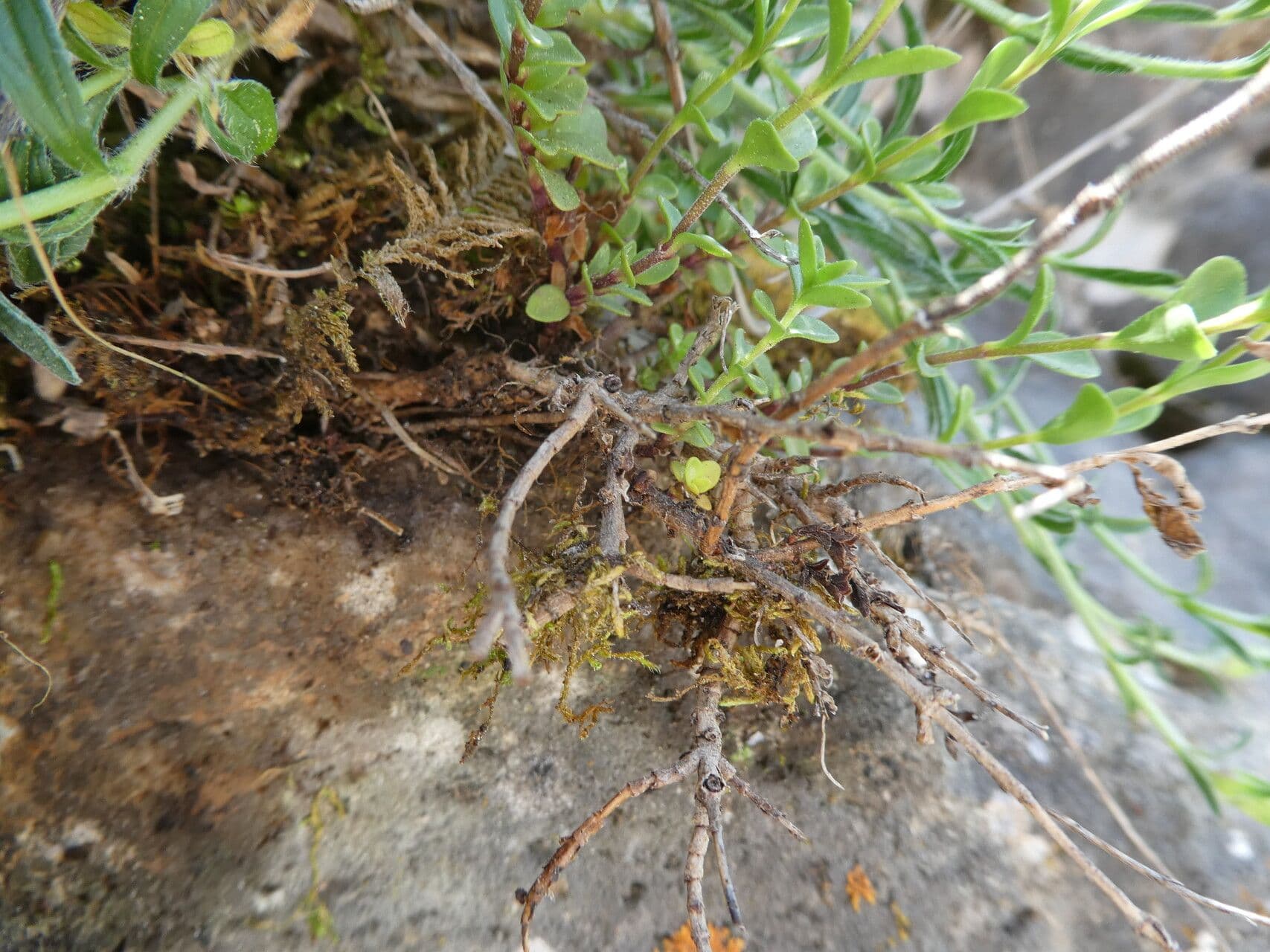 Veronica fruticulosa 18
