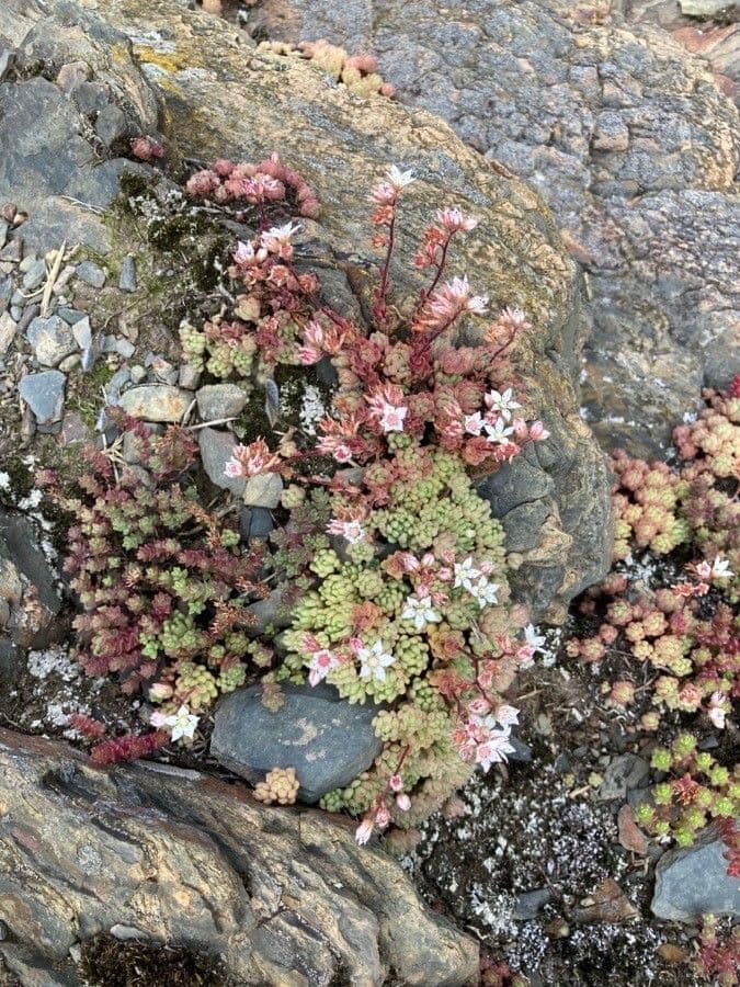 Sedum 15