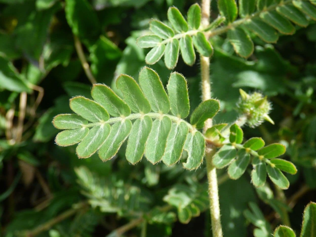Tribolo cistoide 19