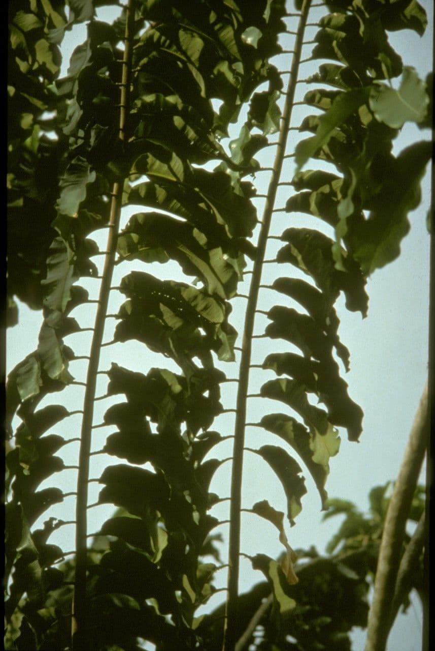 Paranussbaum 2