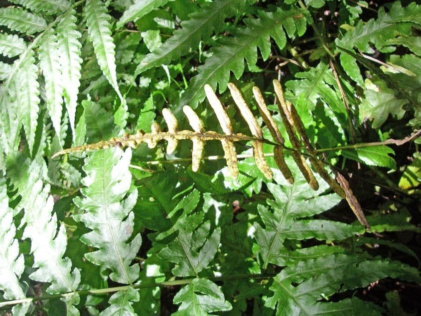 Bolbitis portoricensis 4