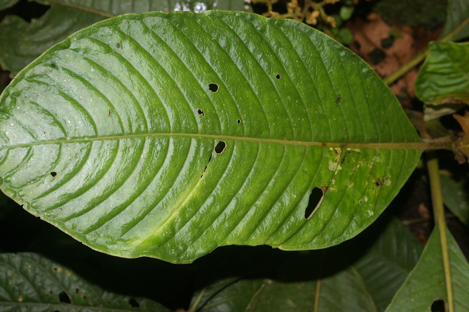 Notopleura 5