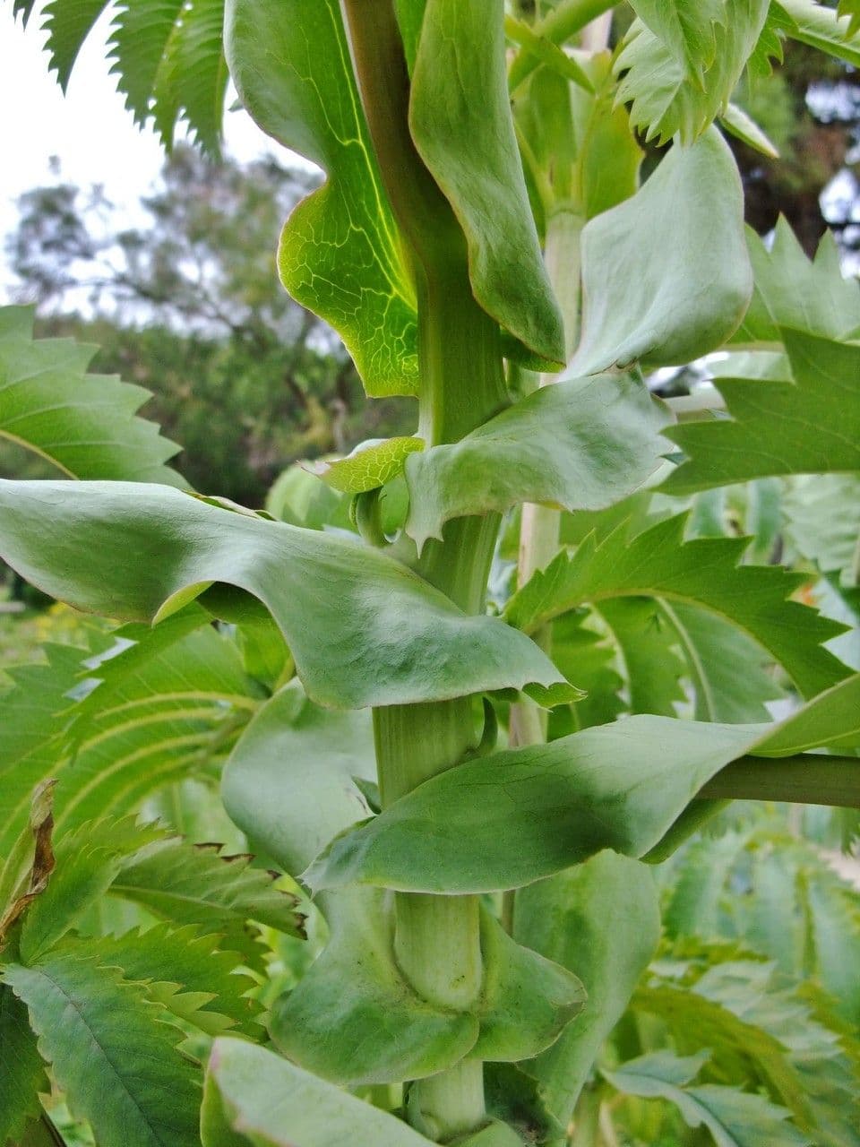 Melianthus maggiore 25