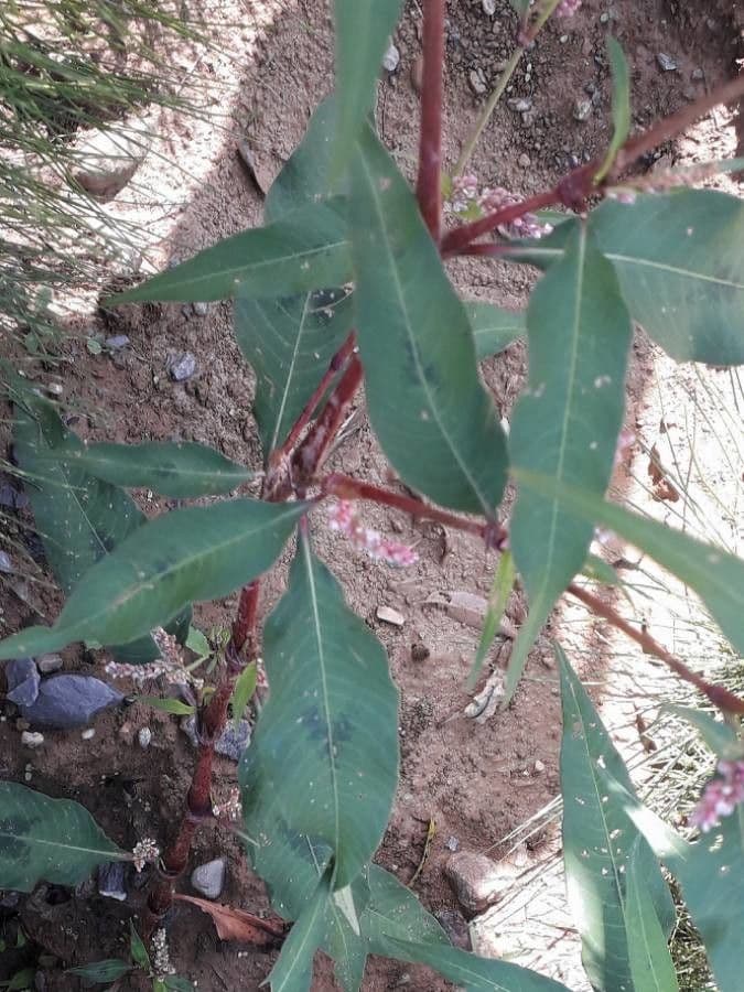Persicaria de hoja de acedera 19