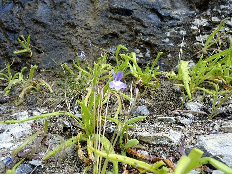 Pinguicula 8